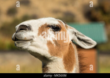 Leavenworth, Washington, USA.  Alpaca portrait at the Purple Crayon Ranch. (PR) Stock Photo