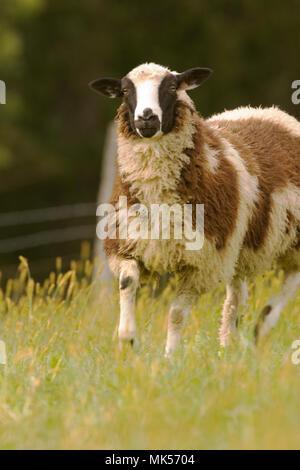 Galena, Illinois, USA.  Brown and white Dorset sheep running in a pasture. Stock Photo