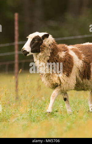 Galena, Illinois, USA.  Dorset sheep walking in a pasture. Stock Photo