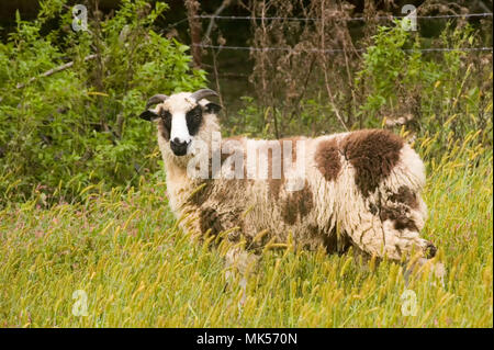 Galena, Illinois, USA.  Horned Dorset sheep in a pasture. Stock Photo