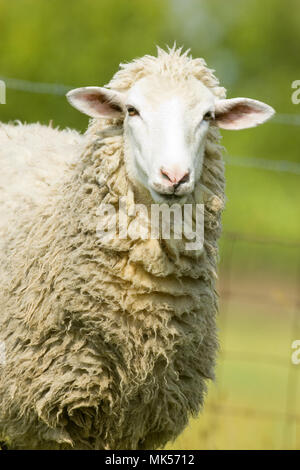 Galena, Illinois, USA.  Head and shoulders view of a white Dorset sheep in a pasture. Stock Photo