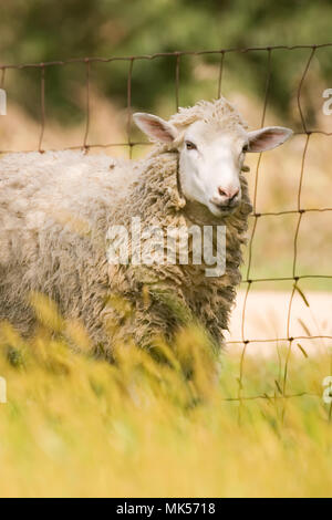 Galena, Illinois, USA.  Head and shoulders view of a white Dorset sheep in a pasture. Stock Photo