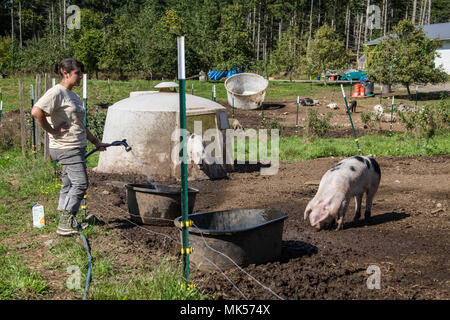 Carnation, Washington, USA.  Woman refilling a Gloucestershire Old Spots pigs' water tub. (For editorial use only) Stock Photo