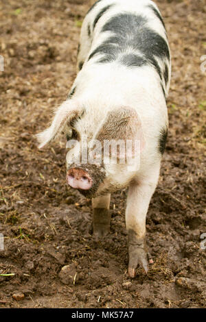 Carnation, Washington, USA.  Gloucestershire Old Spots pig walking in a muddy pig sty in the rain. (PR) Stock Photo