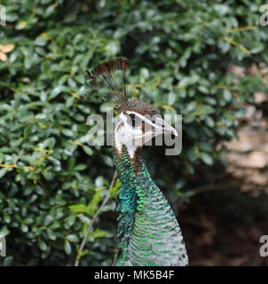 Peahen female peacock beautiful bird feathers out shows colorful tail on  farm / Peafowl bird Stock Photo - Alamy