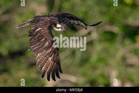 Osprey in Florida Stock Photo