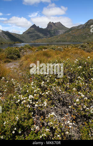 Cradle Mountain, a popular Tasmanian tourist destination, with Dove Lake in the foreground and alpine vegetation Stock Photo