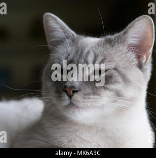 The head and neck of a dark and light gray Siamese kitten with sleepy blue eyes. Photographed with a shallow depth of field in natural light. Stock Photo
