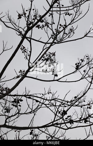 Silhouetted leafless branches of an Asian tree with new flower buds just starting to open against a gray sky.  Branches are diagonal and horizontal. Stock Photo