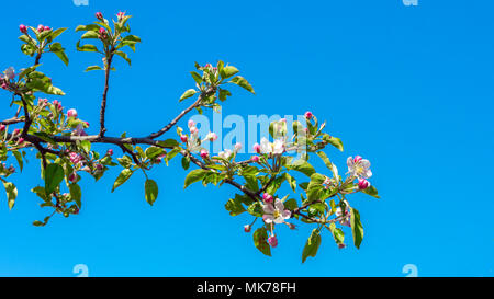 Flowering apple tree branch Stock Photo