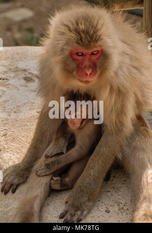 The Jigokudani Monkey Park is a great Place to see Monkeys in Japan Stock Photo