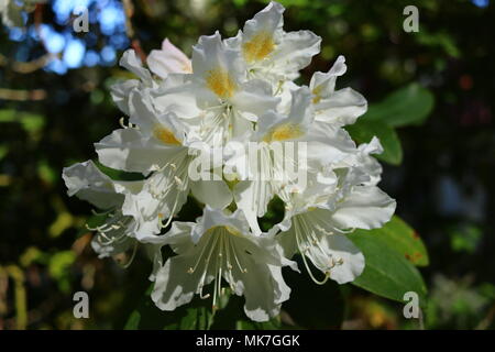 white Rhododendron in full bloom, floral background and website template Stock Photo