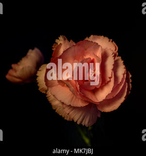 Pink Carnation against black background- backlit studio shot Stock Photo