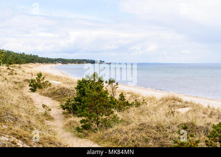 Ahus, Sweden. Sandy beach landscape with pine trees and grass covering the bay on a fine spring day. Stock Photo
