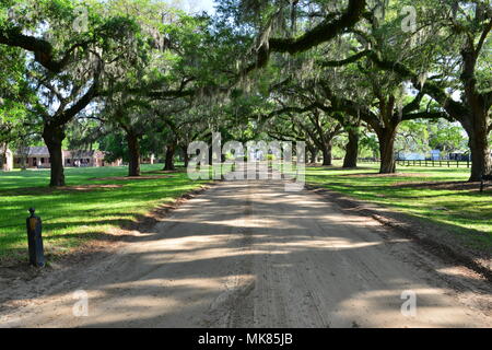 Avenue of Oaks at Boone Hall in South Carolina Stock Photo