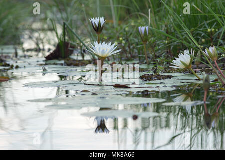 Waterlily (Nymphaea nouchali caerulea). Bud, buds and open flower, and reflections on water surface. Freshwater pool. Okavango Delta. Botswana, Africa Stock Photo