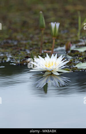 Waterlily (Nymphaea nouchali caerulea). Bud, buds and open flower, and reflections on water surface. Freshwater pool. Okavango Delta. Botswana, Africa Stock Photo