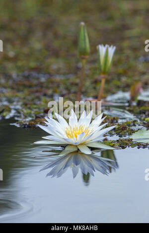 Waterlily (Nymphaea nouchali caerulea). Bud, buds and open flower, and reflections on water surface. Freshwater pool. Okavango Delta. Botswana, Africa Stock Photo