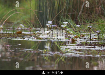 Waterlily (Nymphaea nouchali caerulea). Bud, buds and open flower, and reflections on water surface. Freshwater pool. Okavango Delta. Botswana, Africa Stock Photo