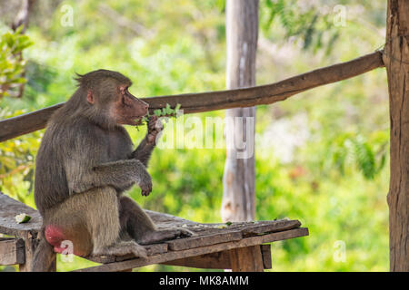 This unique image shows the wild monkey lemur sitting on branches made wood for them in  zoological garden  & playing with each other in a sunny day. Stock Photo