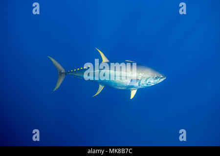 A free swimming yellowfin tuna, Thunnus albacares, in the wild, Gudalupe Island, Mexico. Stock Photo