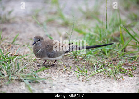 Namaqua Dove  (Oena capensis).  Juvenile or immature bird. Stock Photo