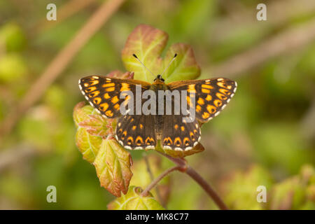 Duke of Burgundy butterflies copulating. Noar Hill Nature Reserve ...