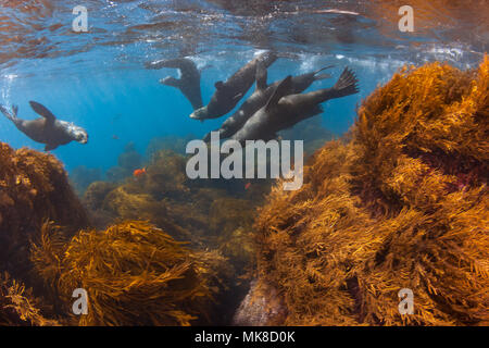 These young Guadalupe Fur Seals, Arctocephalus townsendi, were photographed in the shallows off Guadalupe Island, Mexico. Stock Photo