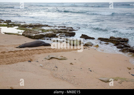 Encounters with Hawaiian monk seals, Monachus schauinslandi, (endemic and endangered) are few and far between.  Here a monk seal shares a patch of san Stock Photo