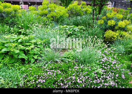 Plants growing in spring at Nigel Dunnet Beech Gardens at the Barbican housing estate in the City of London UK  KATHY DEWITT Stock Photo