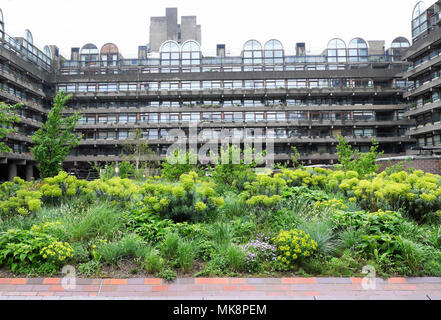 Beech Gardens Nigel Dunnett garden design plants growing in spring and view of Barbican Estate flats building in the City of London UK  KATHY DEWITT Stock Photo