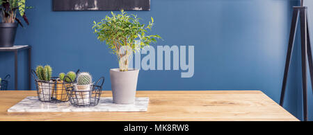 Fresh plant and cacti in pots placed on a wooden table in blue dining room interior Stock Photo