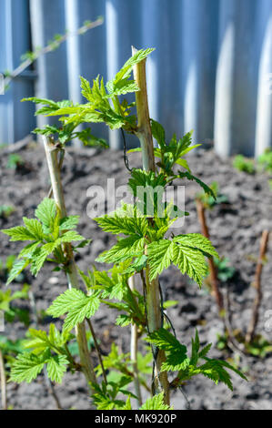 Young raspberries bushes closeup outdoor Stock Photo - Alamy