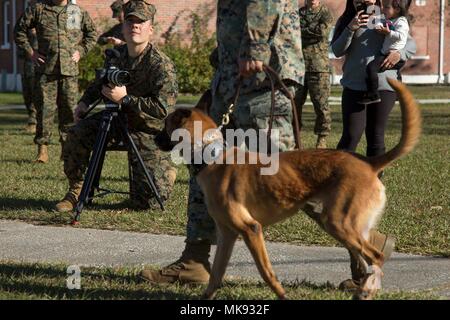 U.S. Marine Corps Pvt. Antonio Garcia, combat videographer, Communication Strategy and Operations, Headquarters and Support Battalion, Marine Corps Installations East, Marine Corps Base Camp Lejeune, records the Provost Marshal Office, military working dog section demonstration on MCB Camp Lejeune, N.C., Nov. 17, 2017. PMO demonstrated the dogs’ capabilities in basic obedience, drug and bomb detection, and controlled aggression. (U.S. Marine Corps photo by Pfc. Isaiah Gomez) Stock Photo