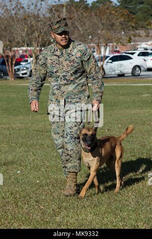 U.S. Marine Corps Cpl. Diego Anaya, dog handler, Provost Marshal Office, Headquarters and Support Battalion, Marine Corps Installations East, Marine Corps Base Camp Lejeune, prepares his military working dog for a demonstration on MCB Camp Lejeune, N.C., Nov. 17, 2017. PMO demonstrated the dogs’ capabilities in basic obedience, drug and bomb detection, and controlled aggression. (U.S. Marine Corps photo by Pfc. Isaiah Gomez) Stock Photo