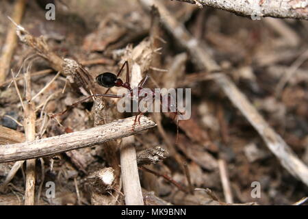 Australian Bull Ant Stock Photo