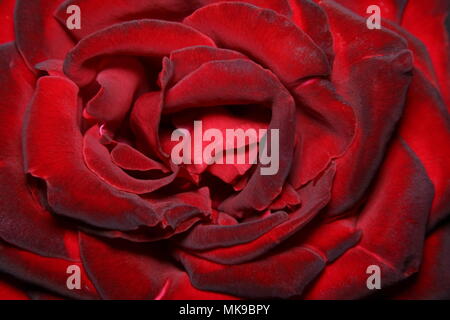 Dark Red Rose close-up Stock Photo