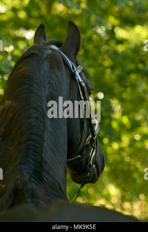 Friesian horse stallion Stock Photo