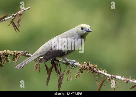 palm tanager Thraupis palmarum adult perched on moss-covered branch, Costa Rica Stock Photo