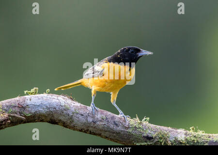 Baltimore oriole Icterus galbula adult perched on branch in forest, Costa Rica Stock Photo