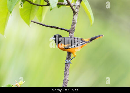 Baltimore oriole Icterus galbula adult perched on branch in forest, Costa Rica Stock Photo