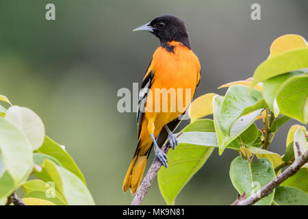 Baltimore oriole Icterus galbula adult perched on branch in forest, Costa Rica Stock Photo