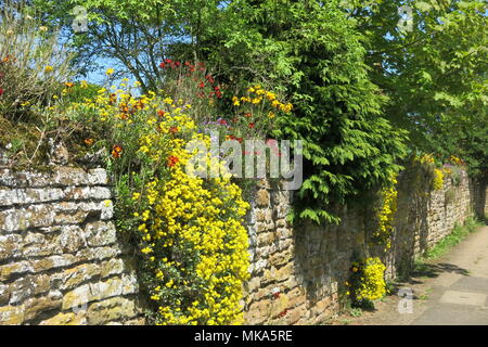 Colourful cascade of yellow rockery plants tumbling over a stone wall by the side of the road in a Northamptonshire village Stock Photo