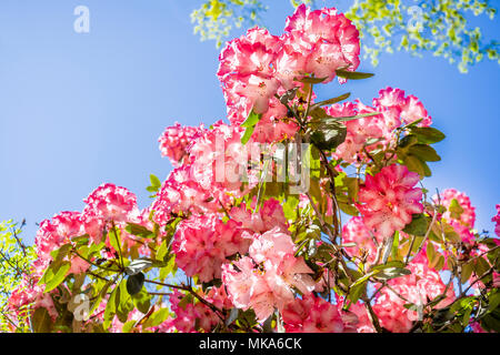 Pink rhododendron macrophyllum flowers in bloom during Spring against blue sky, the plant is native to the Pacific Coast of North America Stock Photo