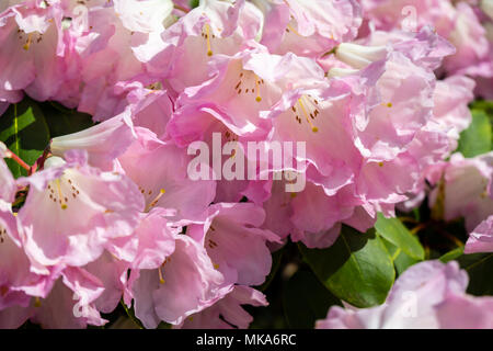 Close up of pink flower trusses of a Rhododendron bow bells plant variety, a hybrid of corona x williamsianum in Exbury gardens during May/ spring, UK Stock Photo