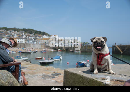 Mousehole, Cornwall, UK. 7th May 2018. UK Weather. The temperature soared this afternoon at Mousehole in Cornwall. Seen here Titan the pug puppy ready for a drink. Credit: Simon Maycock/Alamy Live News Stock Photo