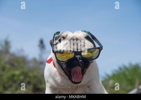 Mousehole, Cornwall, UK. 7th May 2018. UK Weather. The temperature soared this afternoon at Mousehole in Cornwall. Seen here Titan the pug puppy ready for a drink. Credit: Simon Maycock/Alamy Live News Stock Photo