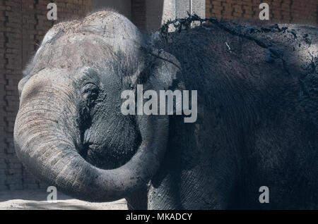 07 May 2018, Germany, Berlin: An elephant throwing mud on its back in order to cool itself and to protect itself from insect bites in its enclosure in the Zoo. Photo: Paul Zinken/dpa Stock Photo