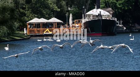 07 May 2018, Germany, Berlin: Swans flying over the Landwehrkanal in Berlin's Kreuzberg district. Photo: Paul Zinken/dpa Stock Photo