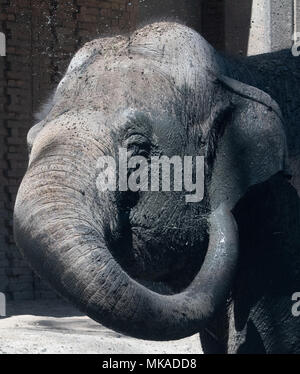 07 May 2018, Germany, Berlin: An elephant throwing mud on its back in order to cool itself and to protect itself from insect bites in its enclosure in the Zoo. Photo: Paul Zinken/dpa Stock Photo